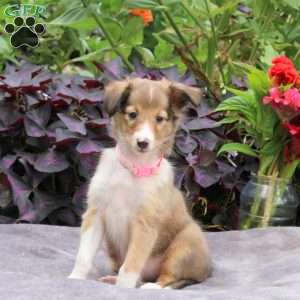 Joyce, Sheltie Puppy