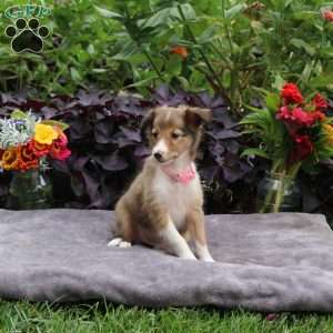 Joyce, Sheltie Puppy