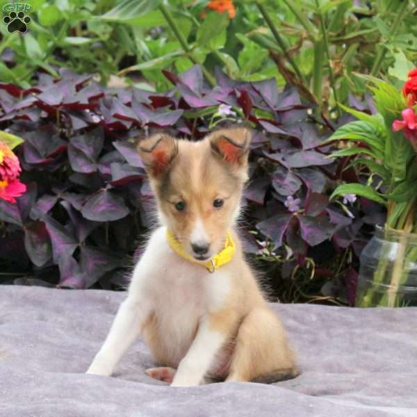Judith, Sheltie Puppy