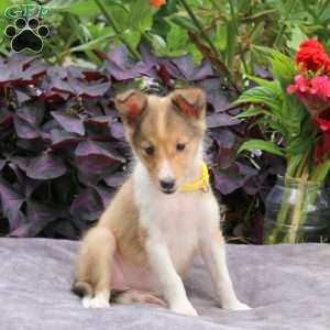 Judith, Sheltie Puppy