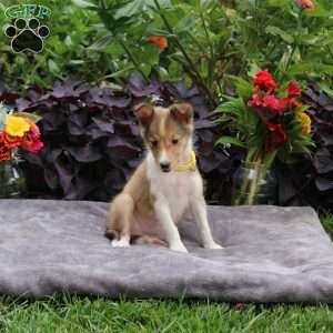 Judith, Sheltie Puppy