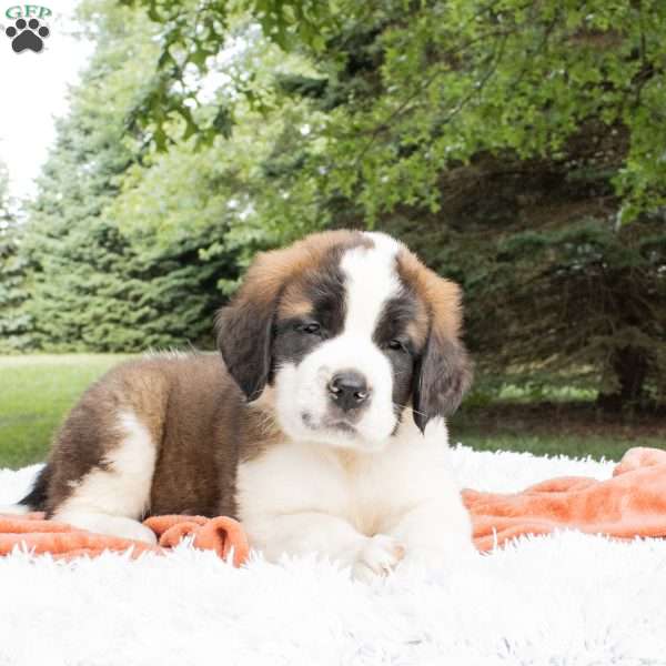 Shadow, Saint Bernard Puppy