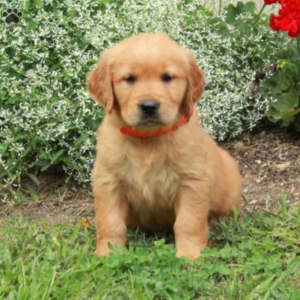 Julia, Golden Retriever Puppy