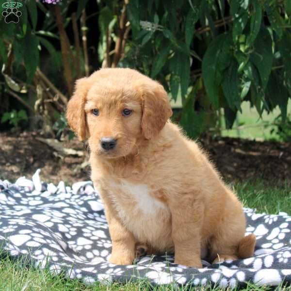 Julia, Golden Retriever Mix Puppy