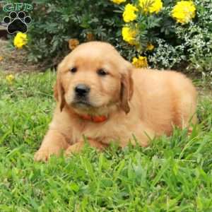 Julia, Golden Retriever Puppy