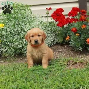 Julia, Golden Retriever Puppy