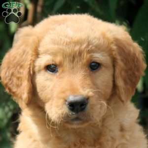 Julia, Golden Retriever Mix Puppy