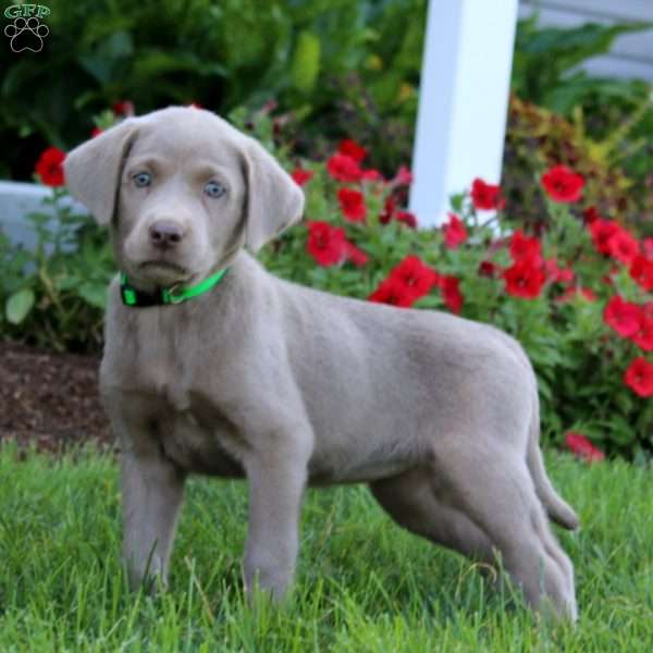 Julia, Silver Labrador Retriever Puppy