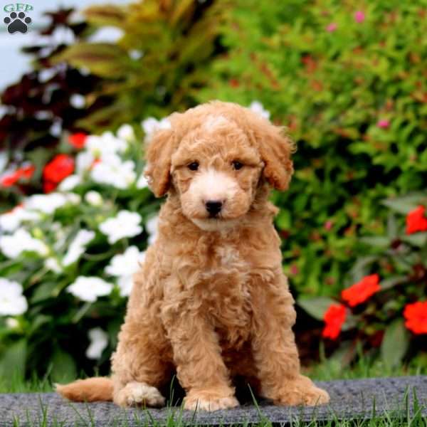 Julia, Mini Goldendoodle Puppy
