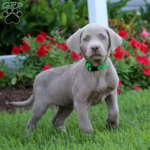 Julia, Silver Labrador Retriever Puppy