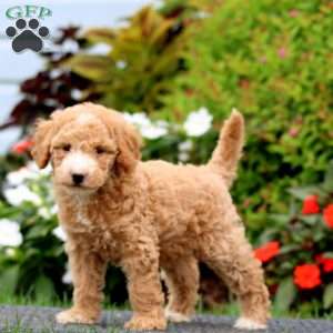 Julia, Mini Goldendoodle Puppy