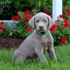 Julia, Silver Labrador Retriever Puppy