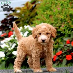 Julia, Mini Goldendoodle Puppy