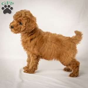 Julie, Mini Goldendoodle Puppy