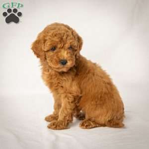 Julie, Mini Goldendoodle Puppy