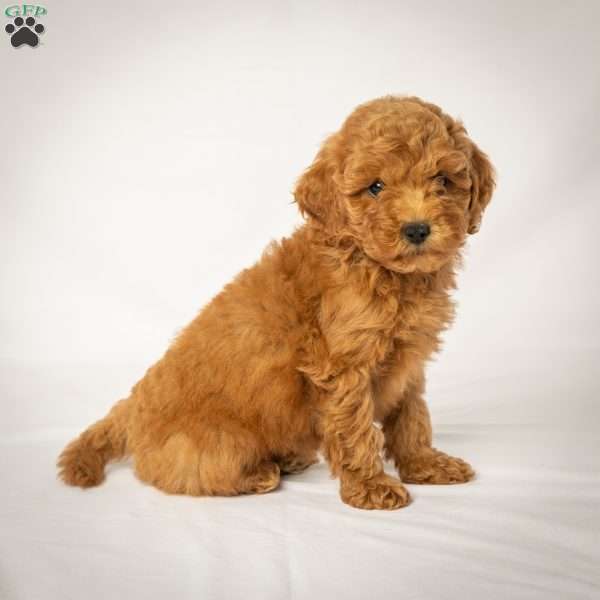 Julie, Mini Goldendoodle Puppy