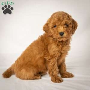 Julie, Mini Goldendoodle Puppy