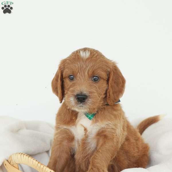 Julien, Irish Doodle Puppy