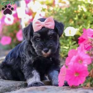 Juliet, Miniature Schnauzer Puppy