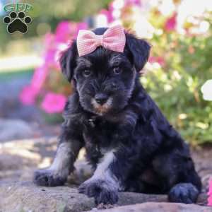 Juliet, Miniature Schnauzer Puppy