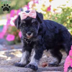 Juliet, Miniature Schnauzer Puppy