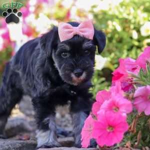 Juliet, Miniature Schnauzer Puppy