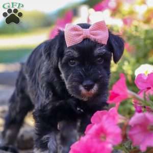 Juliet, Miniature Schnauzer Puppy
