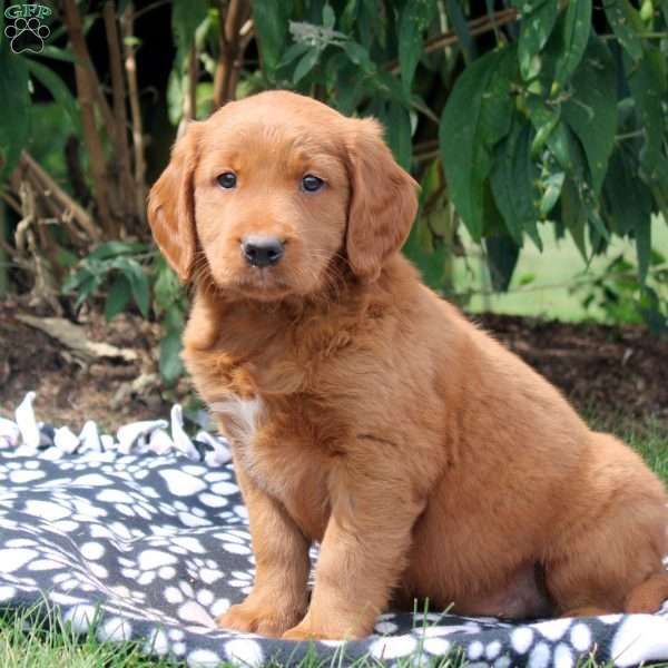 Juliet, Golden Retriever Mix Puppy