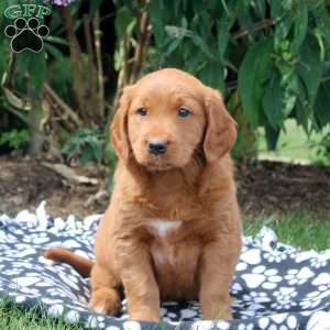 Juliet, Golden Retriever Mix Puppy