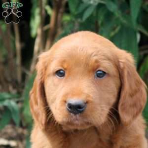 Juliet, Golden Retriever Mix Puppy