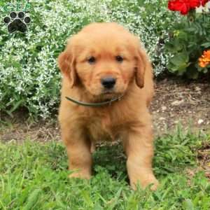 Jumper, Golden Retriever Puppy