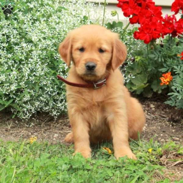 June, Golden Retriever Puppy