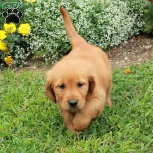 June, Golden Retriever Puppy