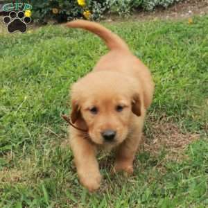 June, Golden Retriever Puppy