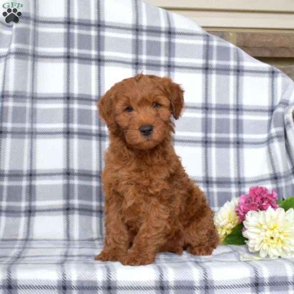 Junior, Mini Goldendoodle Puppy