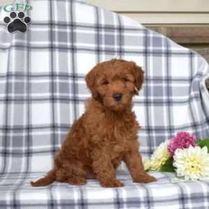 Junior, Mini Goldendoodle Puppy
