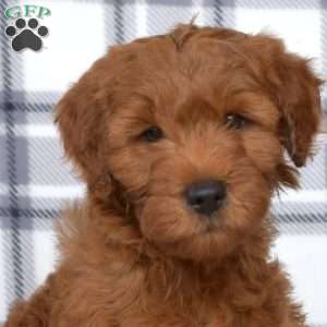Junior, Mini Goldendoodle Puppy