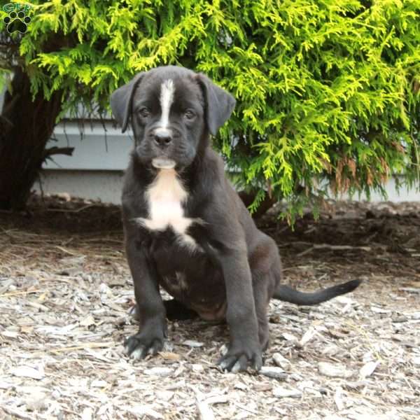 Juniper, Boxer Mix Puppy