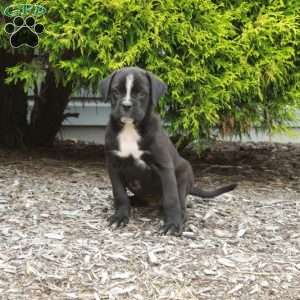 Juniper, Boxer Mix Puppy