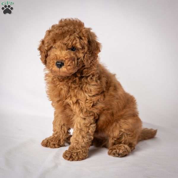 Jupiter, Mini Goldendoodle Puppy