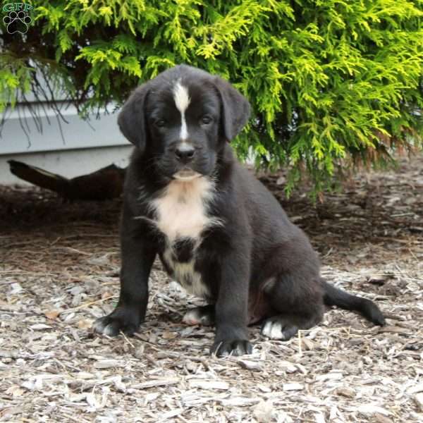 Jupiter, Boxer Mix Puppy