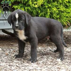 Jupiter, Boxer Mix Puppy