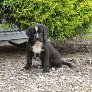 Jupiter, Boxer Mix Puppy