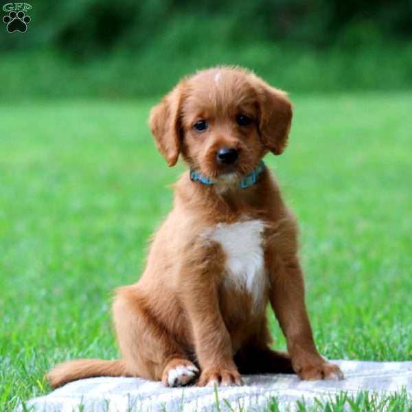 Justin, Labradoodle Puppy