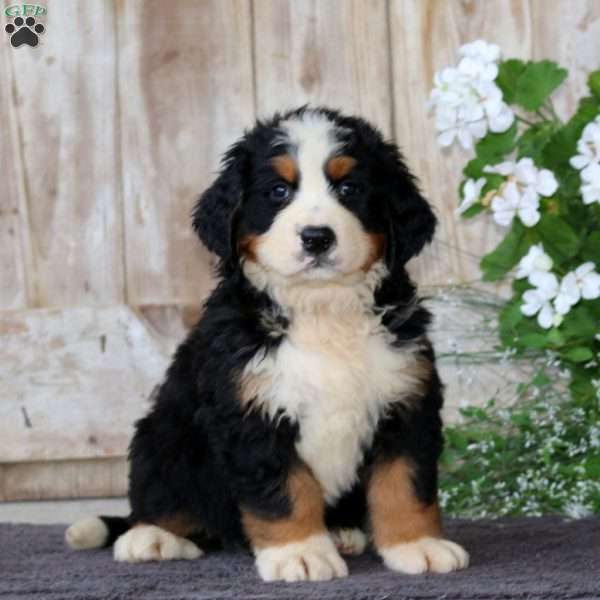 Justin, Bernese Mountain Dog Puppy