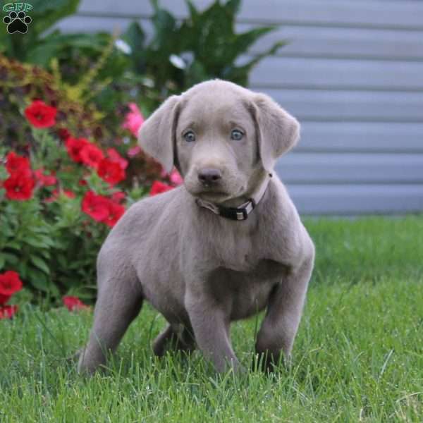 Justin, Silver Labrador Retriever Puppy