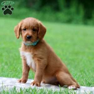 Justin, Labradoodle Puppy