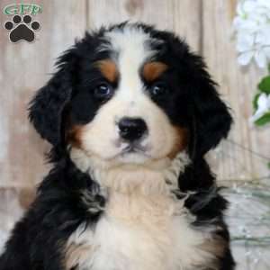 Justin, Bernese Mountain Dog Puppy