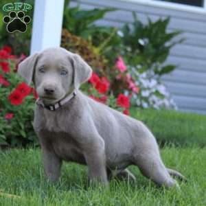 Justin, Silver Labrador Retriever Puppy