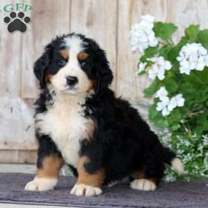 Justin, Bernese Mountain Dog Puppy